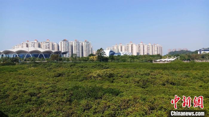 圖為防城港市北部灣海洋文化公園內(nèi)紅樹(shù)林郁郁蔥蔥?！●T抒敏 攝